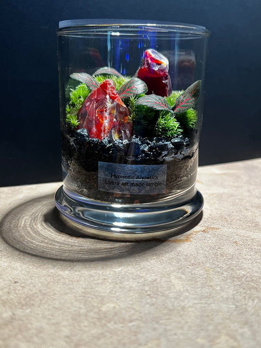 Terrarium 562