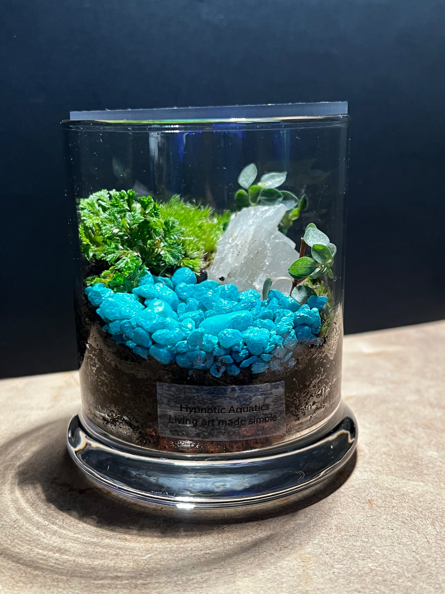 Terrarium 563