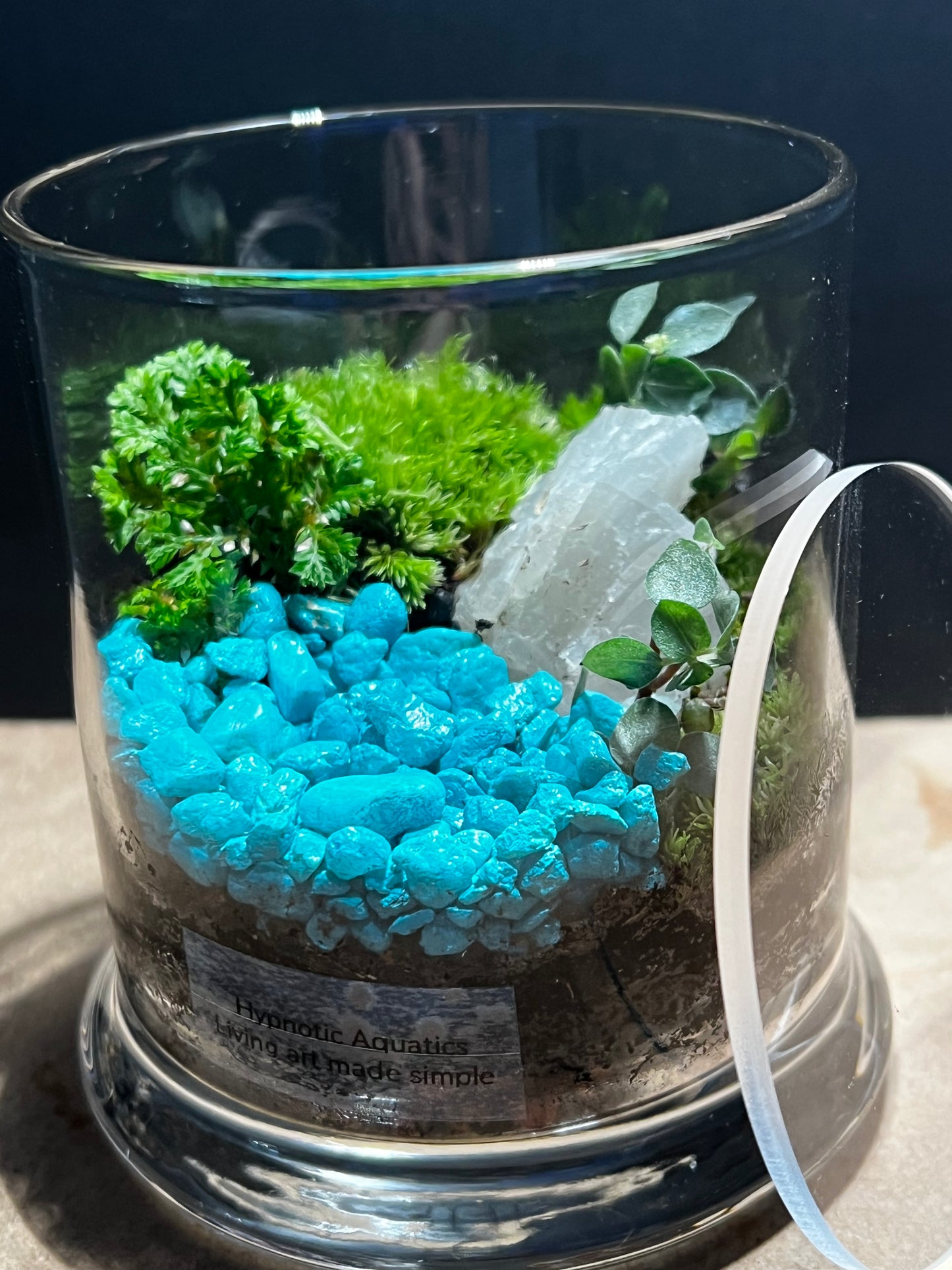Terrarium 563