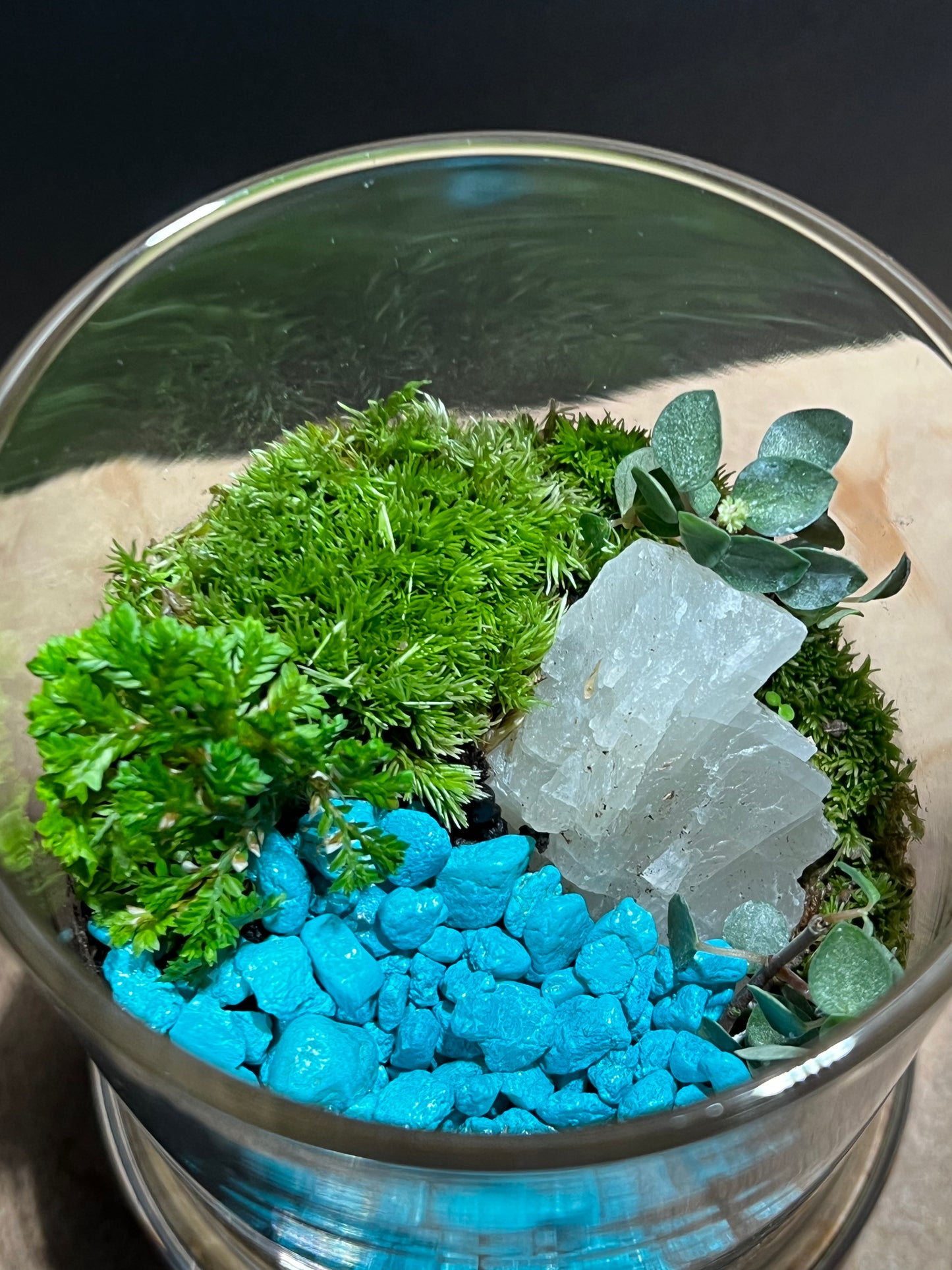 Terrarium 563