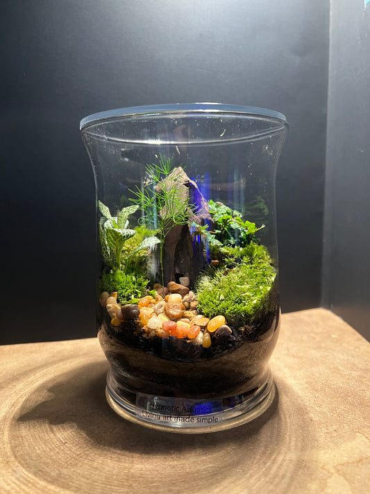 Terrarium 564