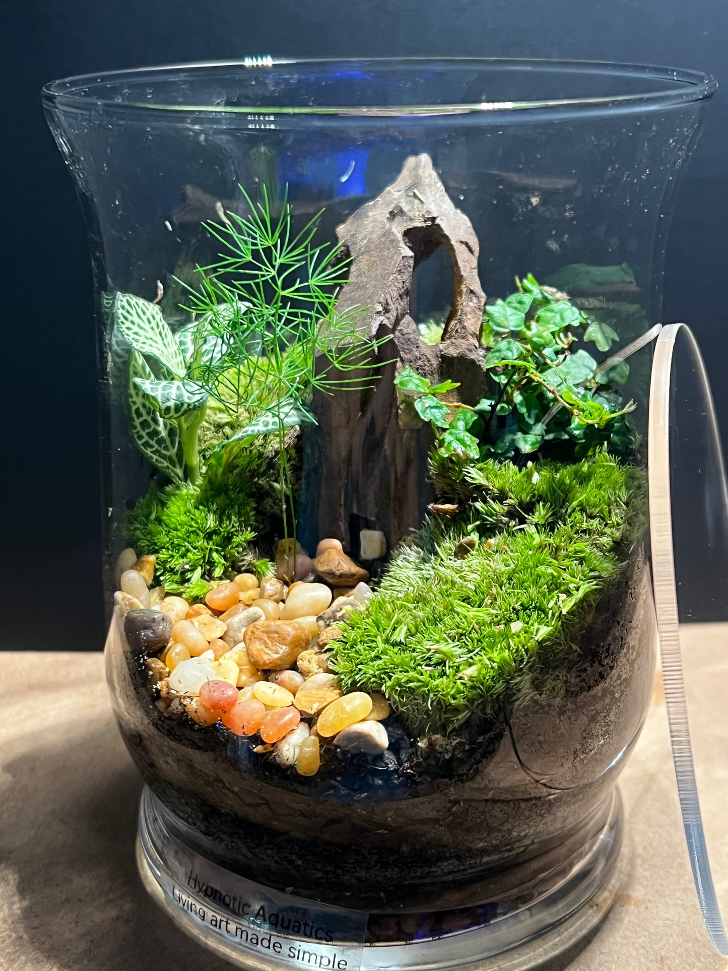 Terrarium 564