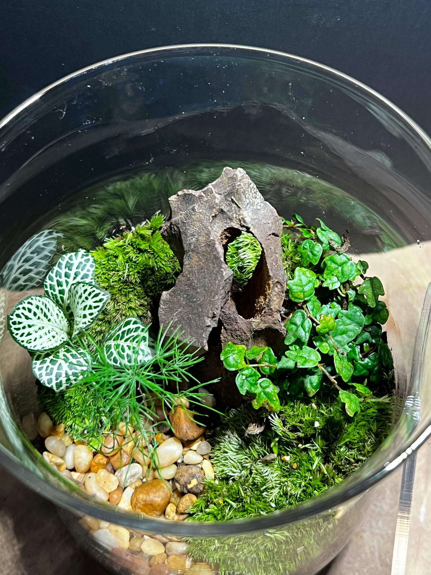 Terrarium 564