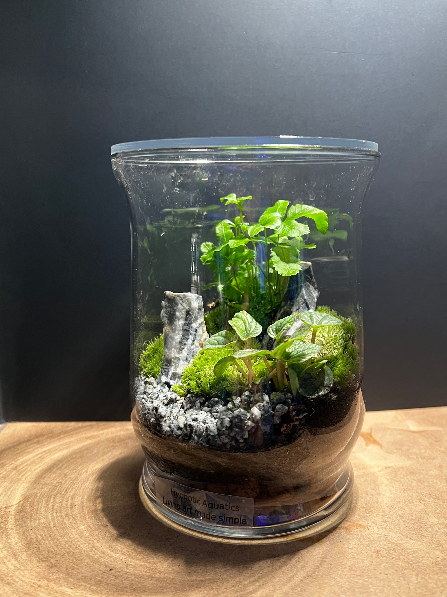 Terrarium 565