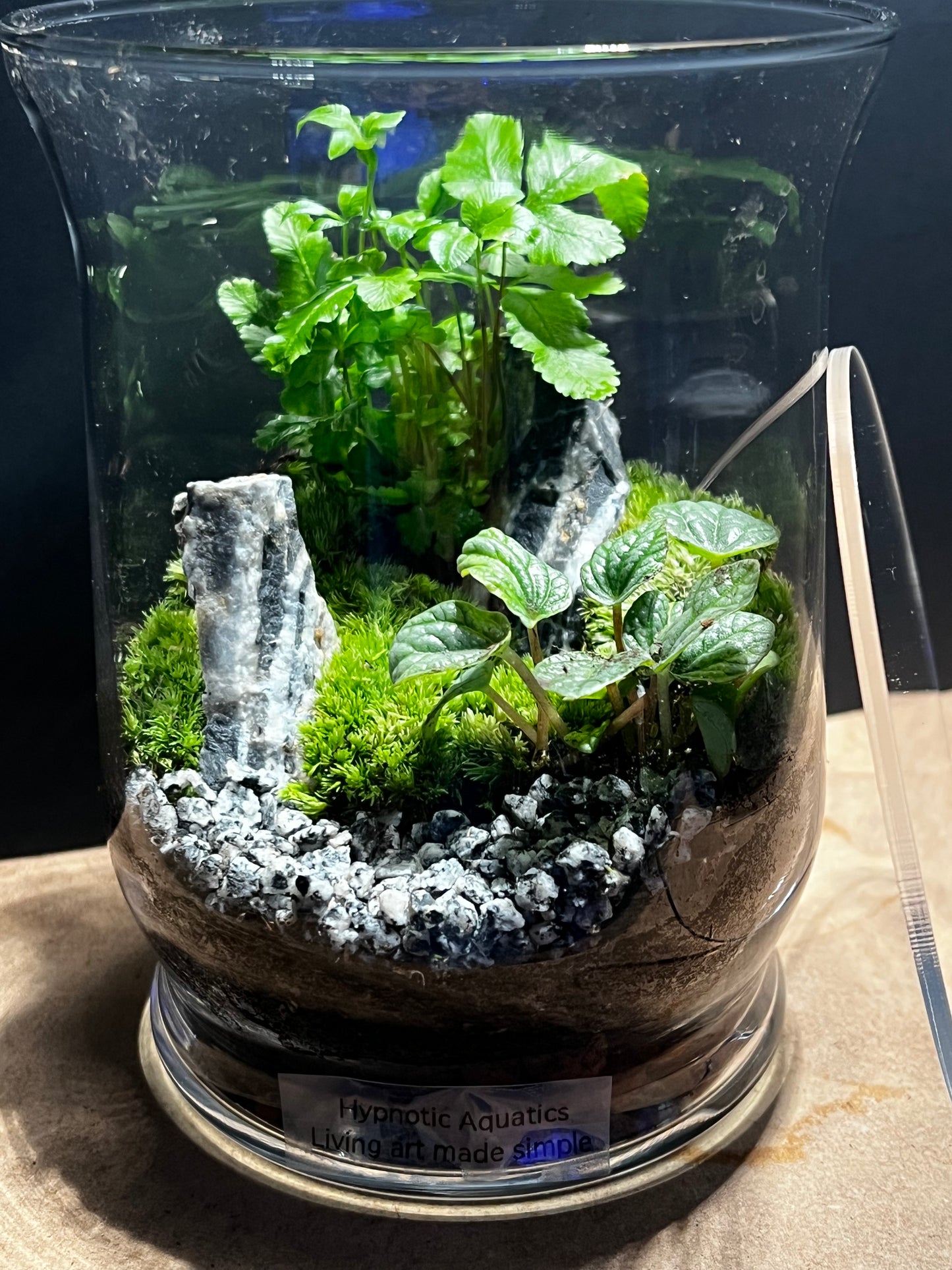 Terrarium 565