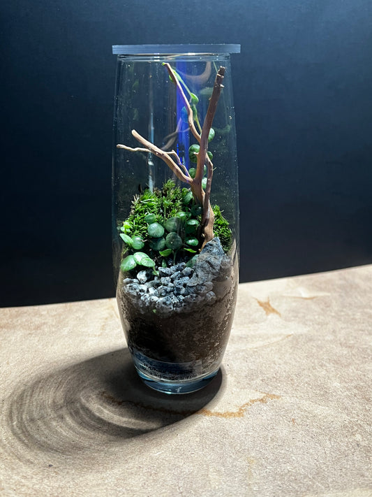 Terrarium 566
