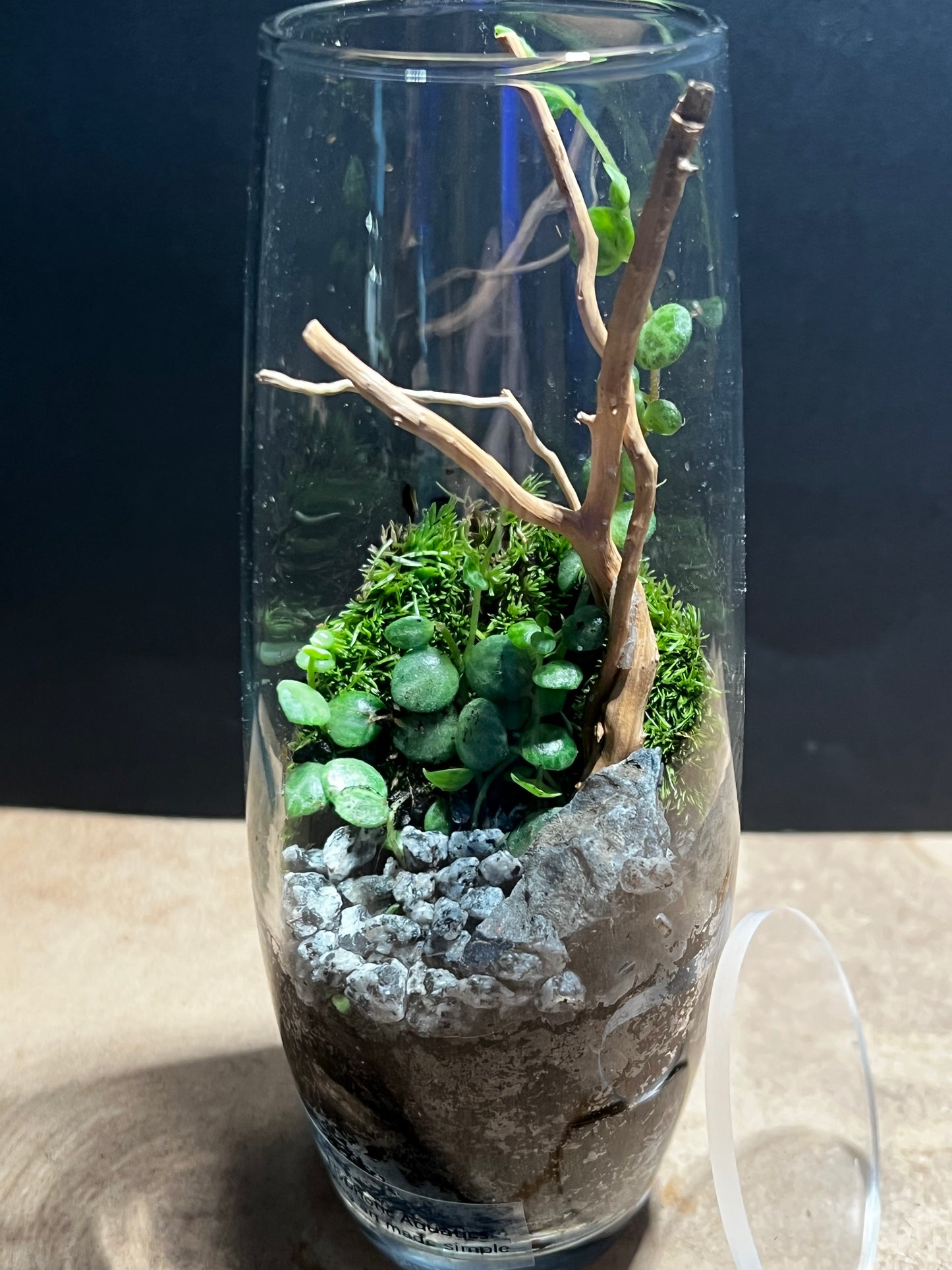 Terrarium 566