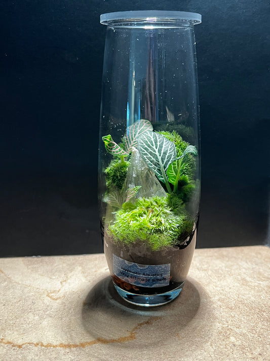 Terrarium 567