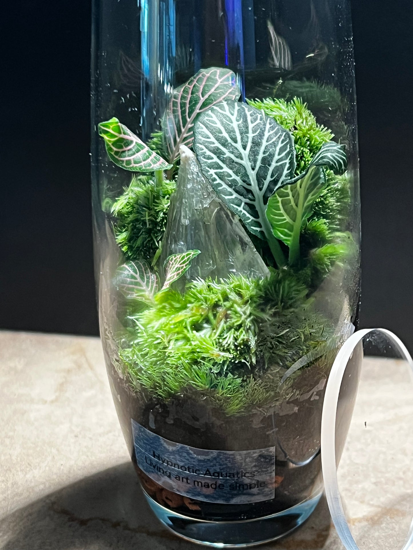Terrarium 567