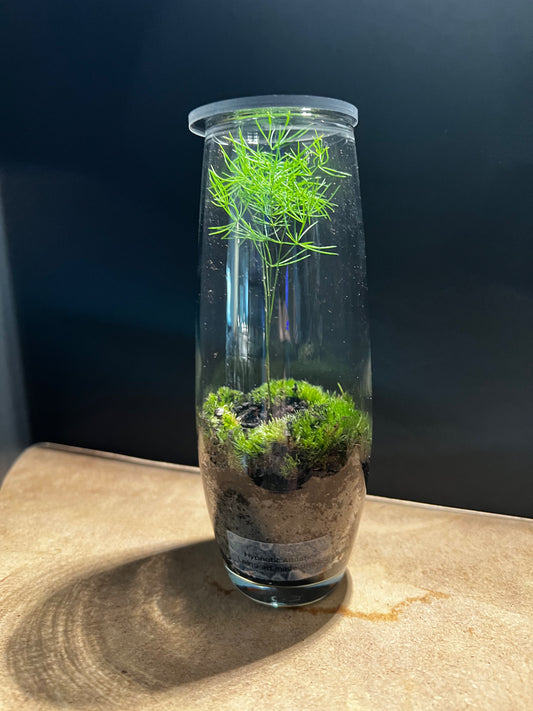 Terrarium 568