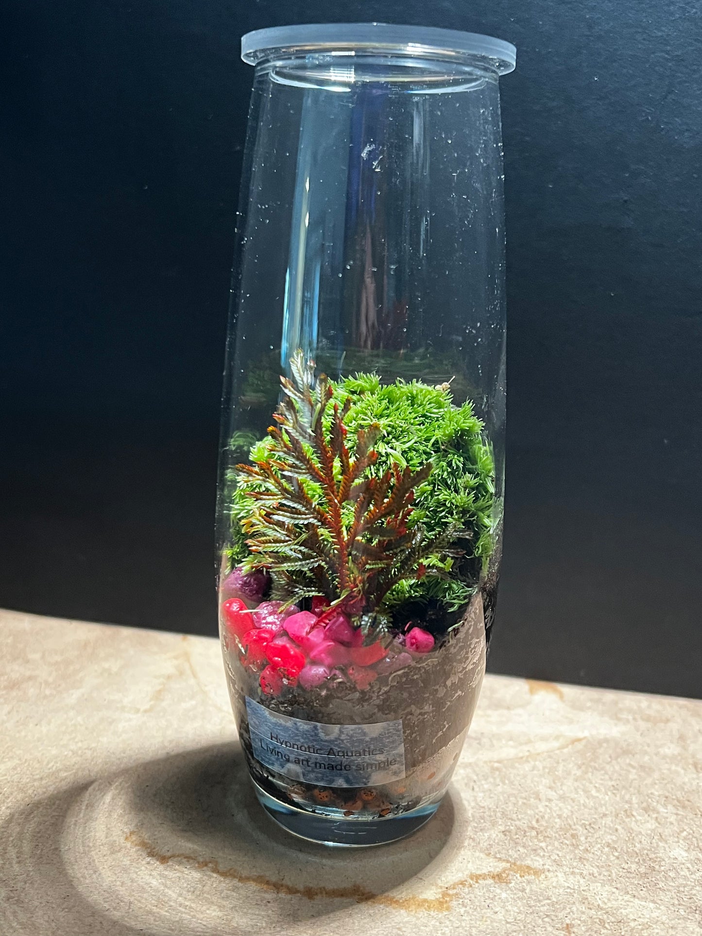 Terrarium 569