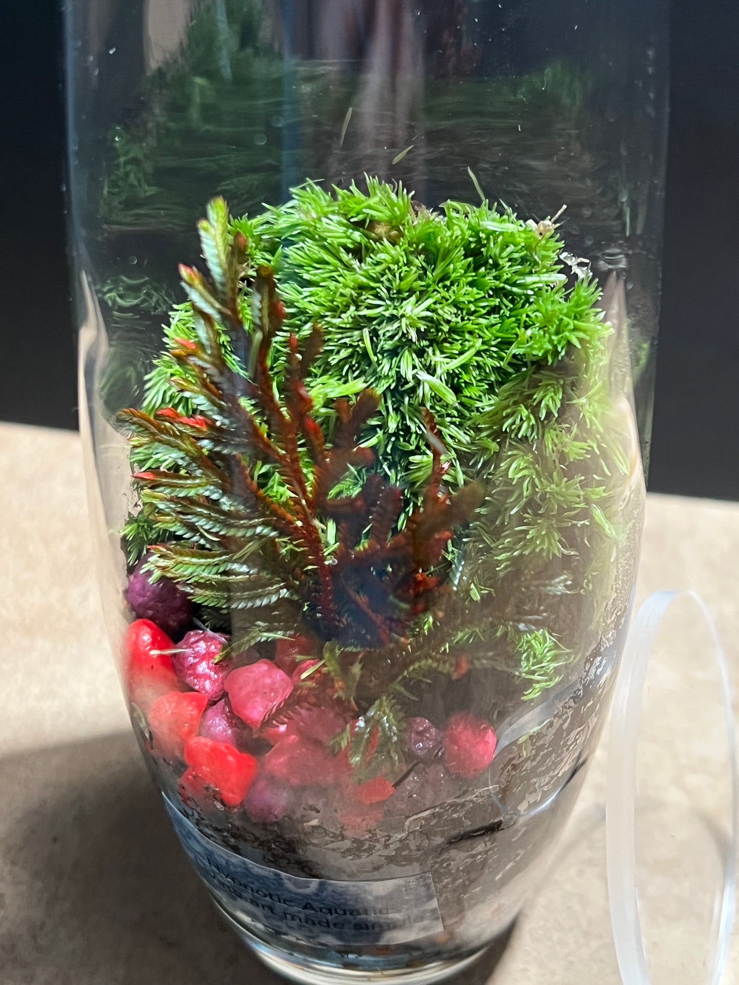 Terrarium 569