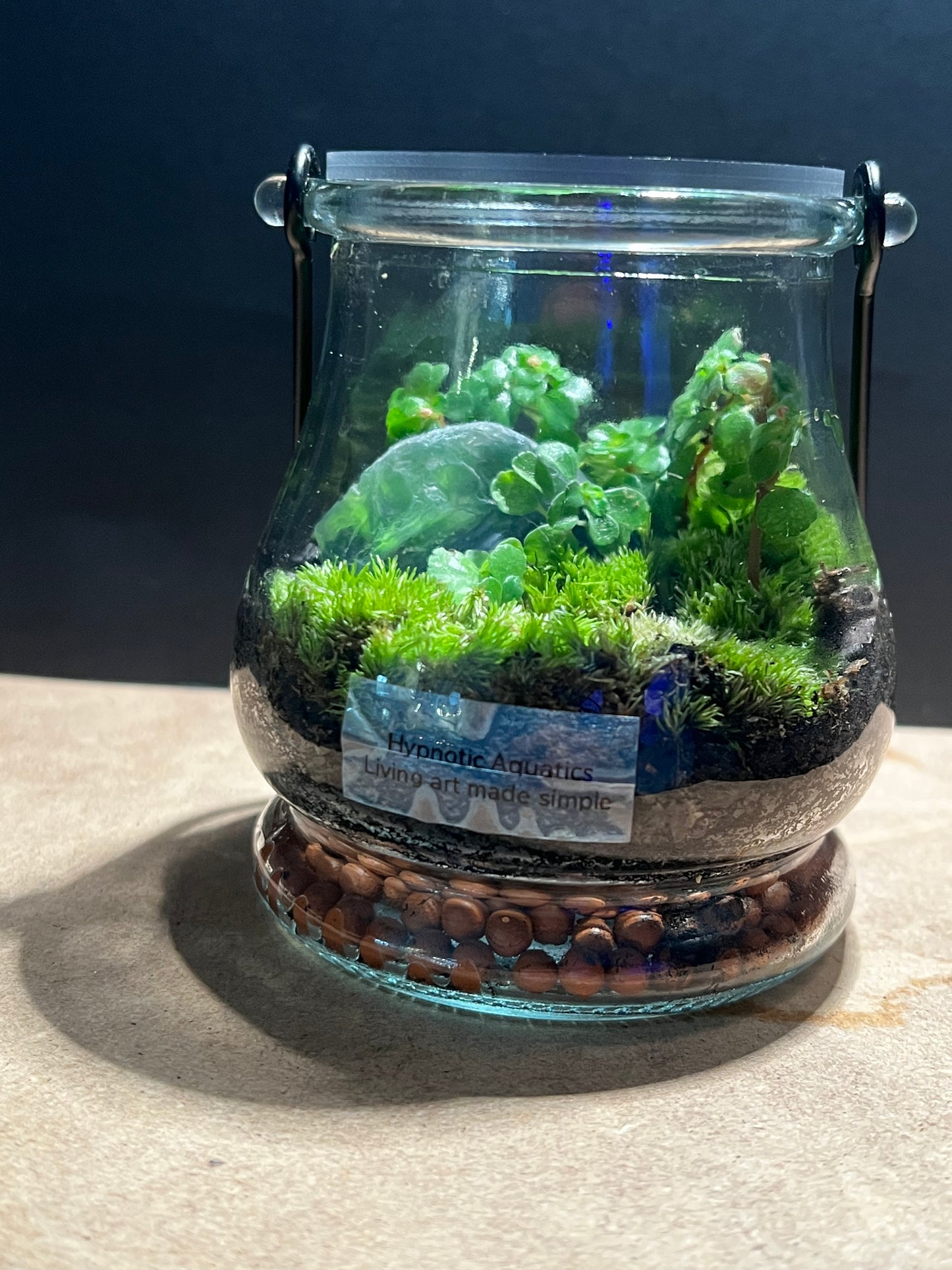 Terrarium 570
