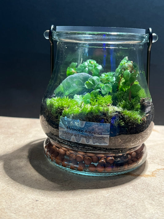 Terrarium 570
