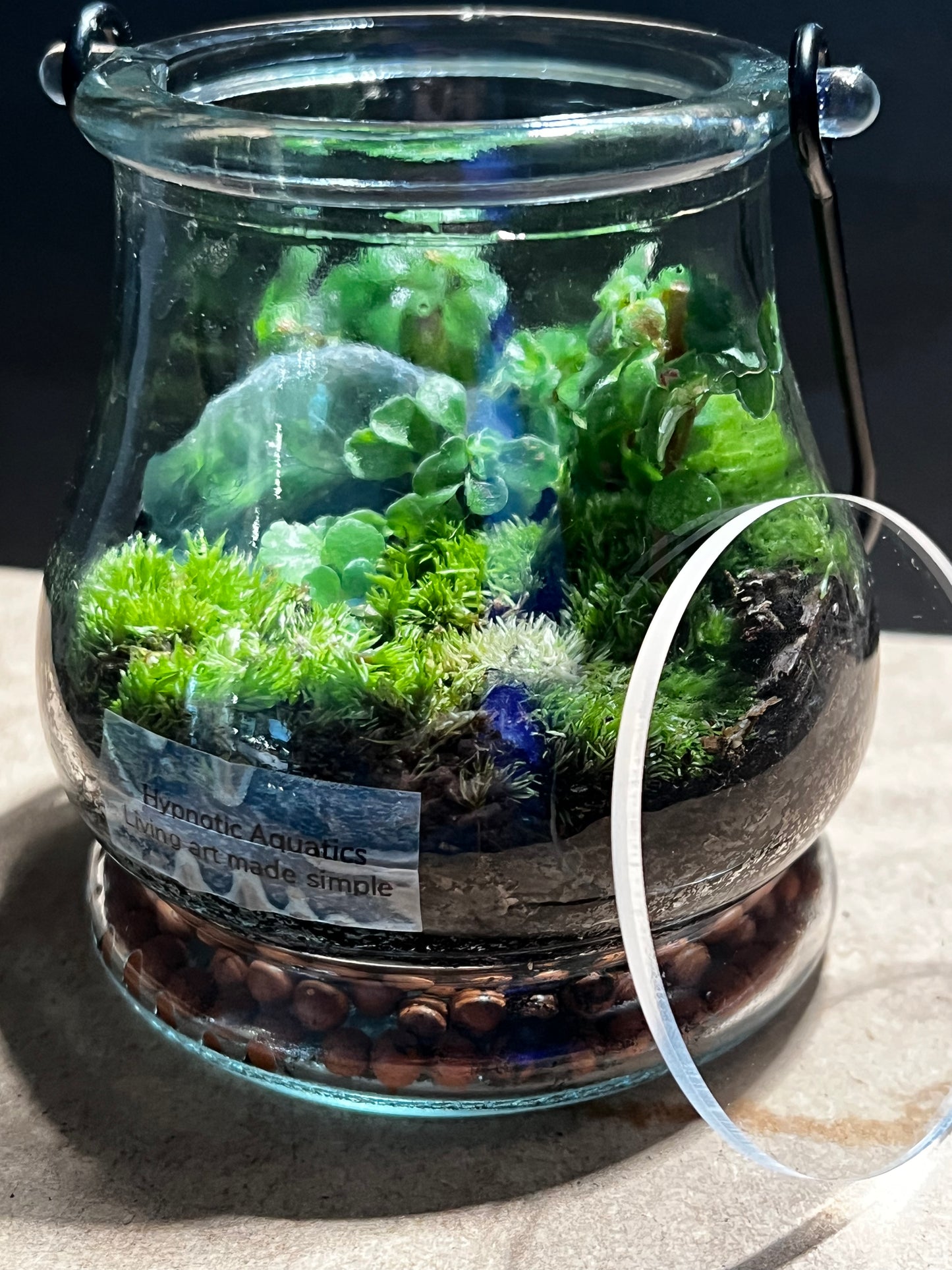 Terrarium 570