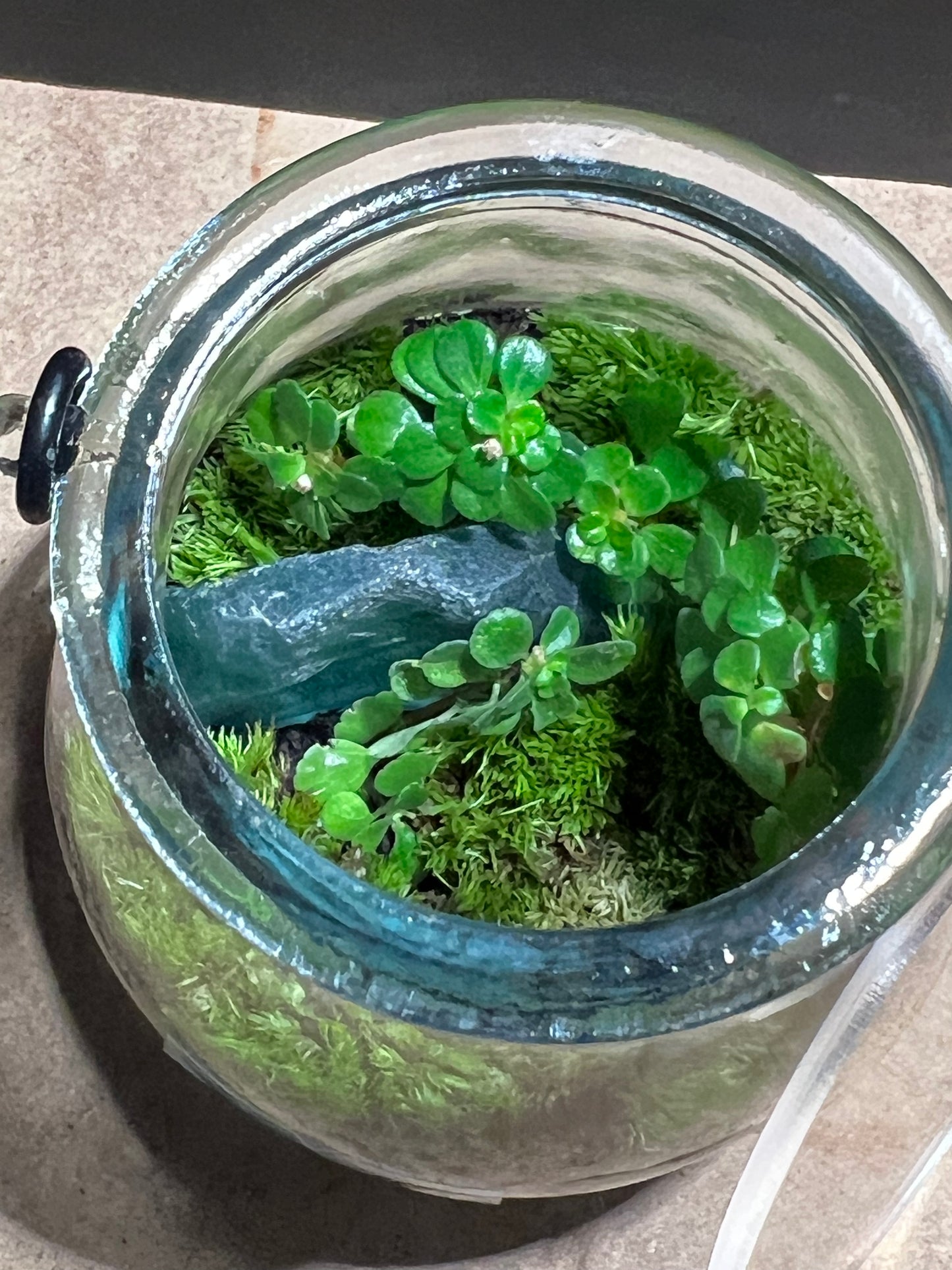 Terrarium 570