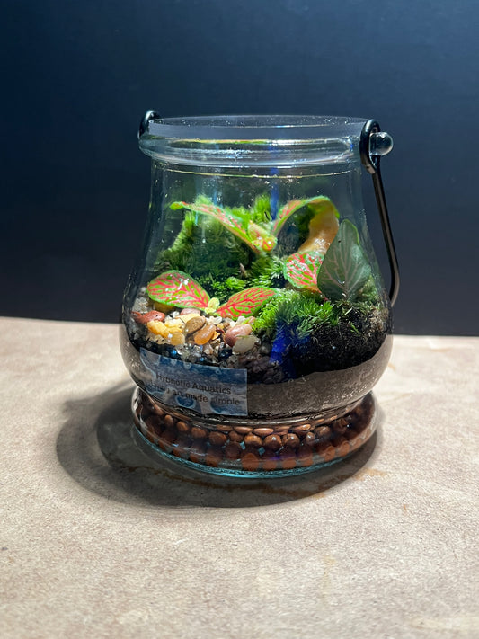 Terrarium 571