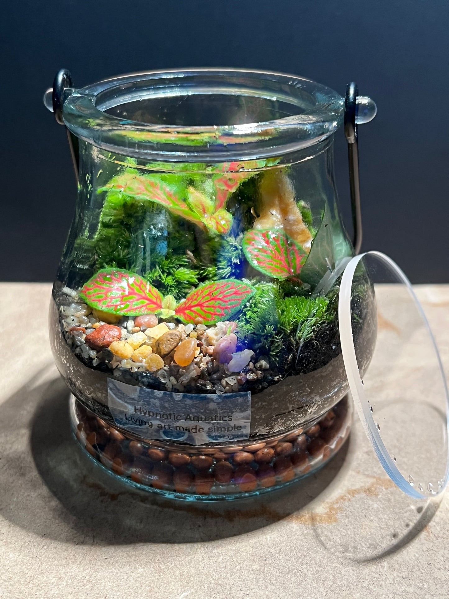 Terrarium 571
