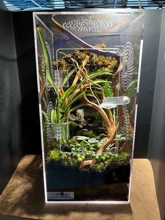 Terrarium 572 Habitat