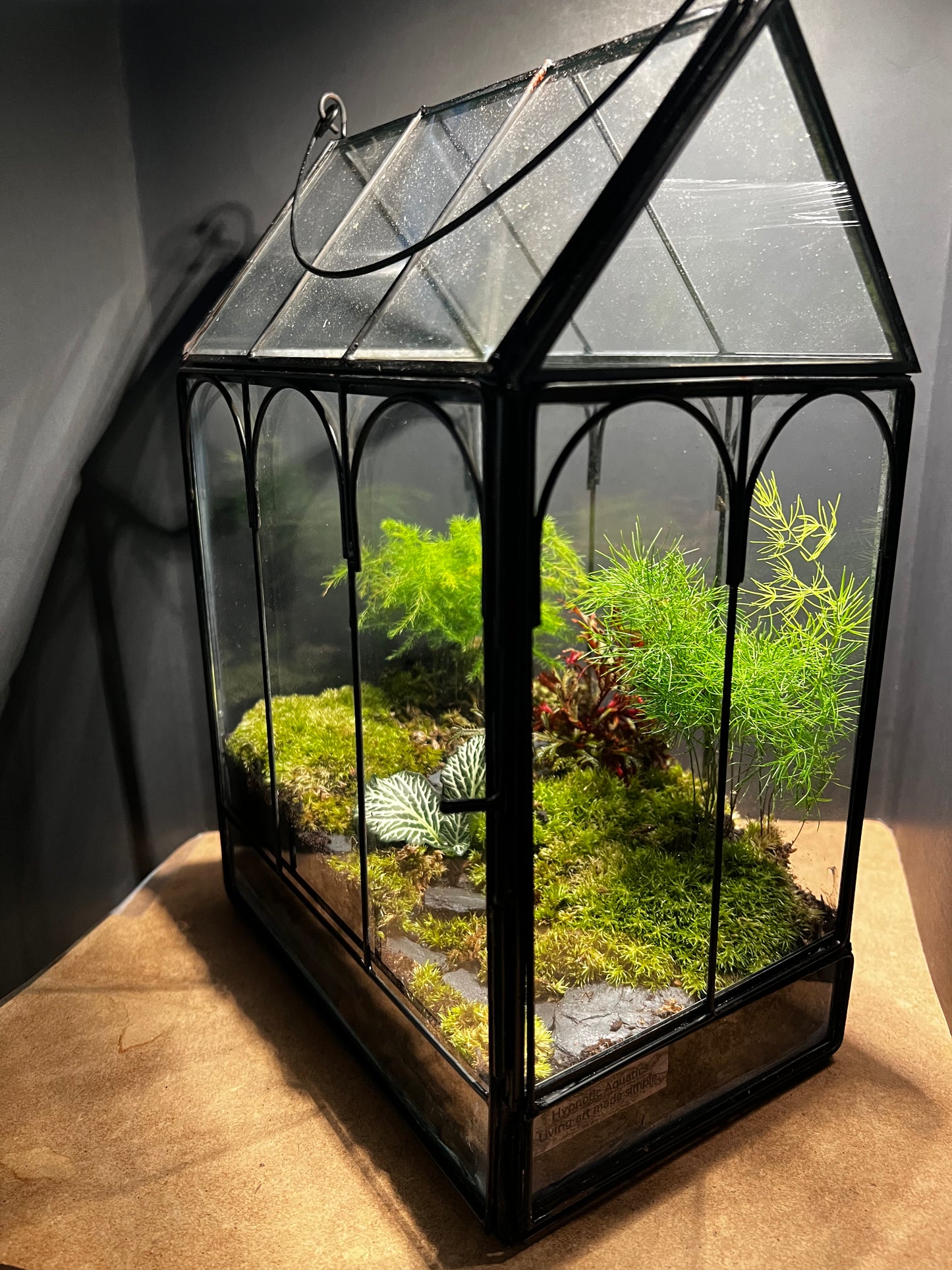 Terrarium 573