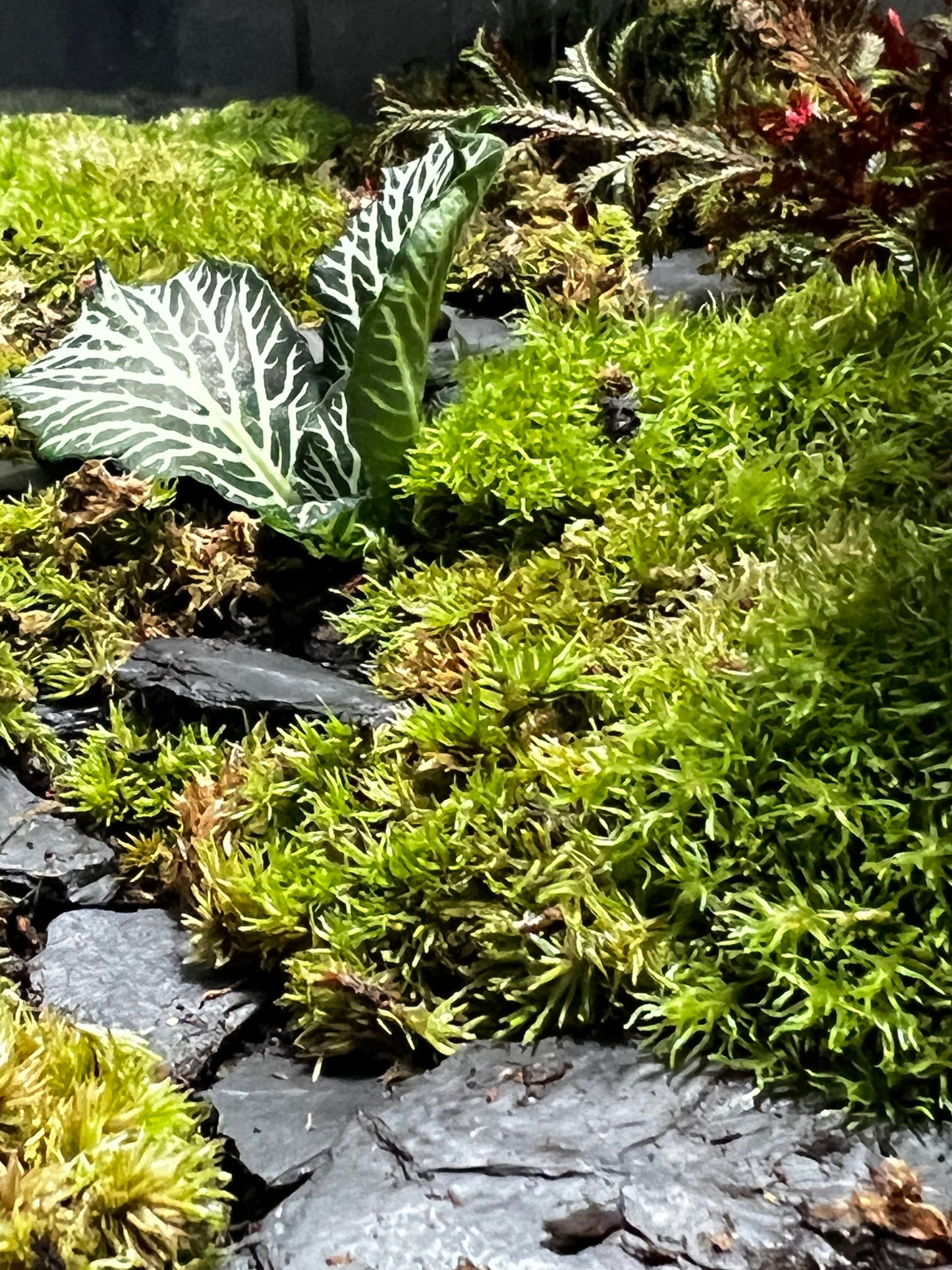 Terrarium 573