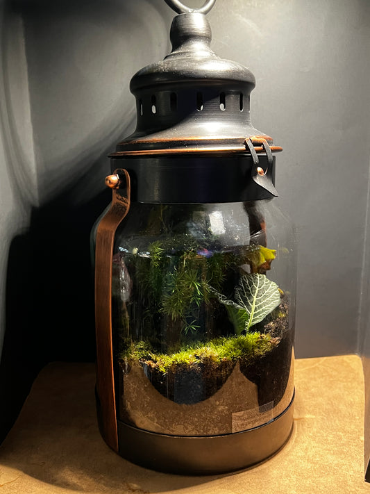 Terrarium 574