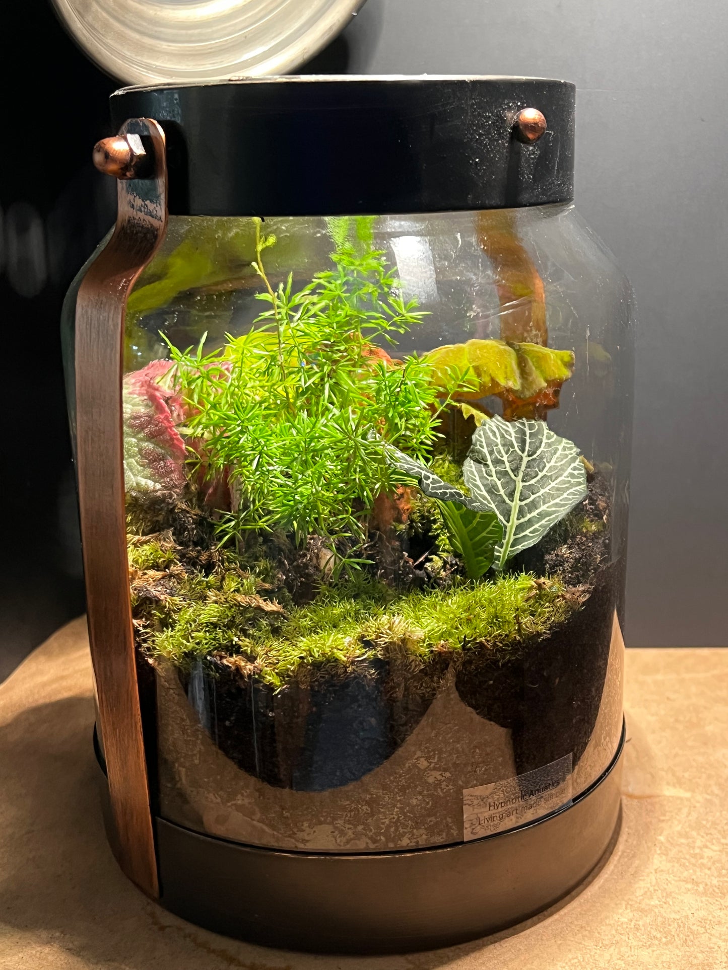 Terrarium 574