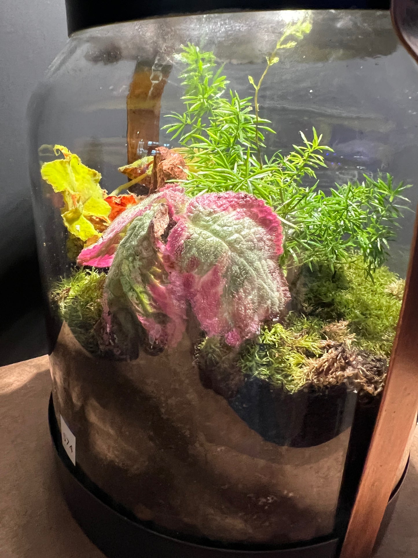 Terrarium 574