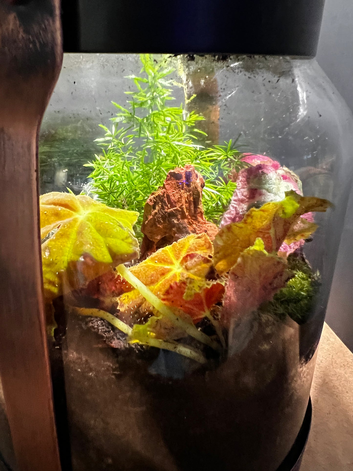 Terrarium 574