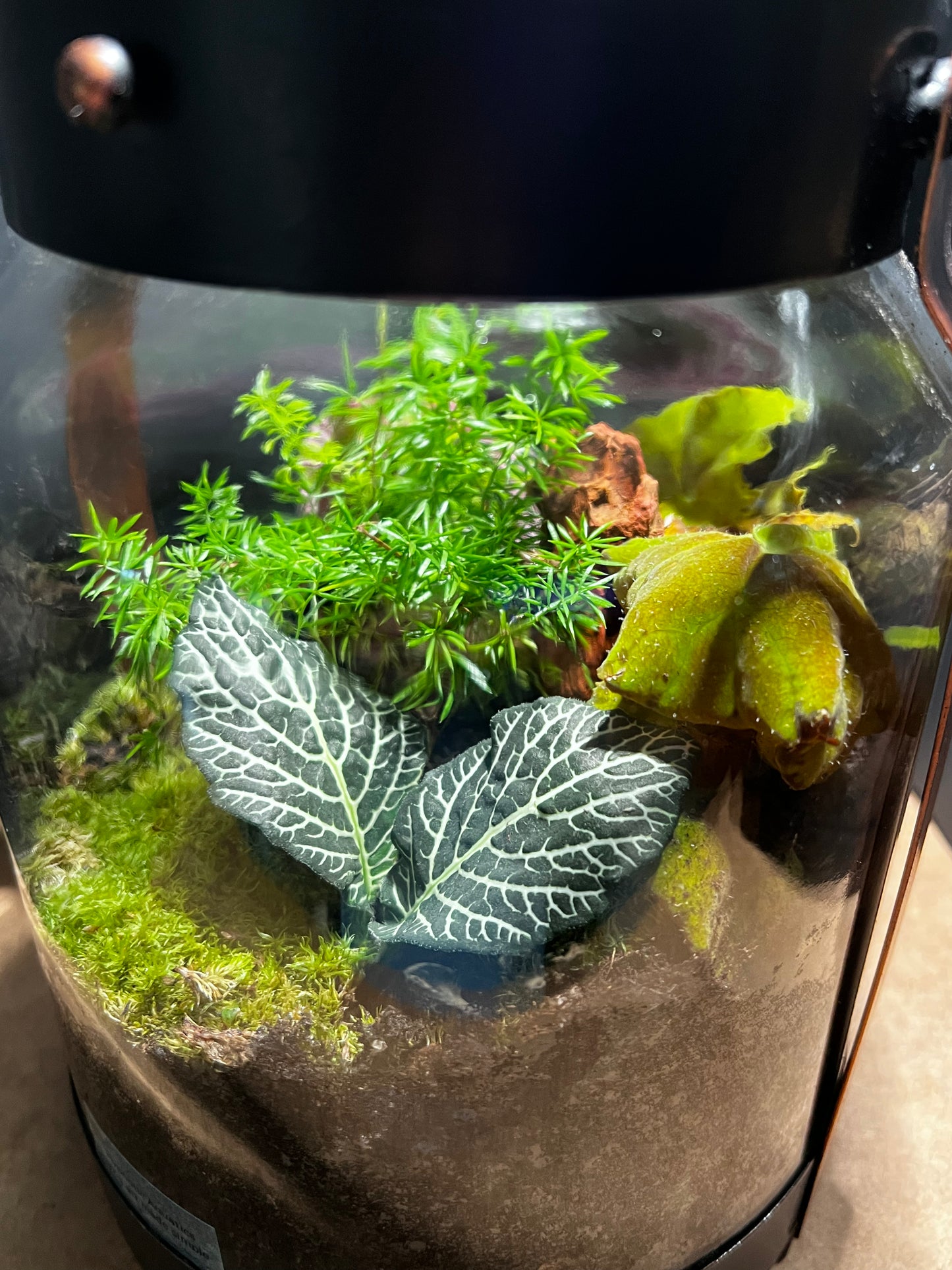 Terrarium 574