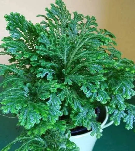 Terrarium Plants: Premium Moss Mix