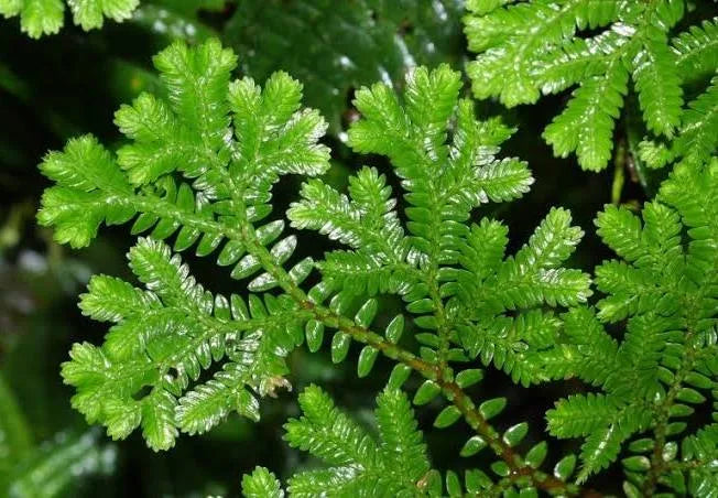 Terrarium Plants: Premium Moss Mix