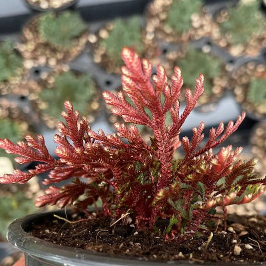 Terrarium Plants: Premium Moss Mix