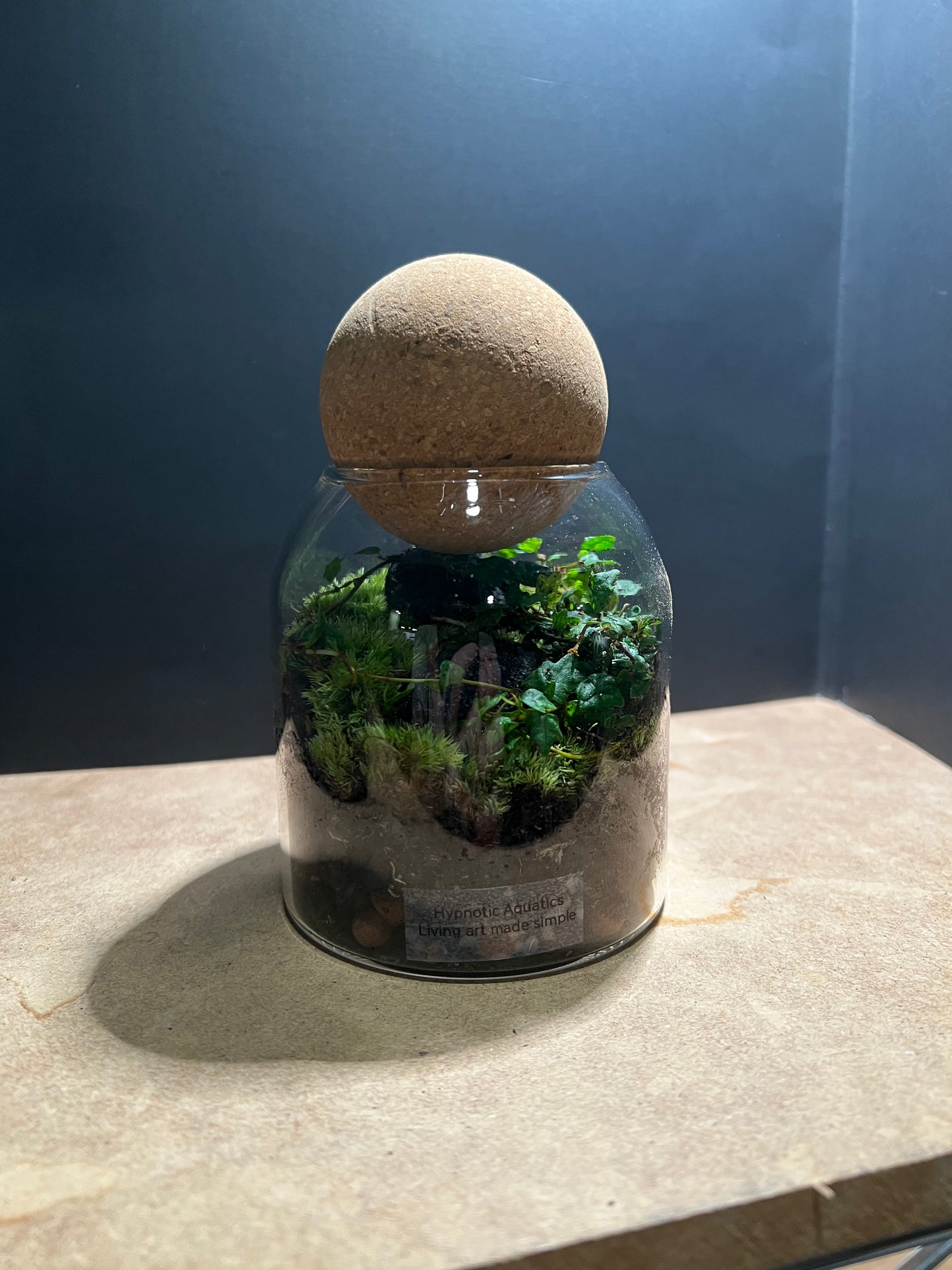 Terrarium 575