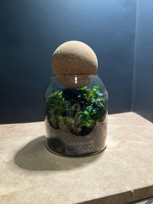 Terrarium 575