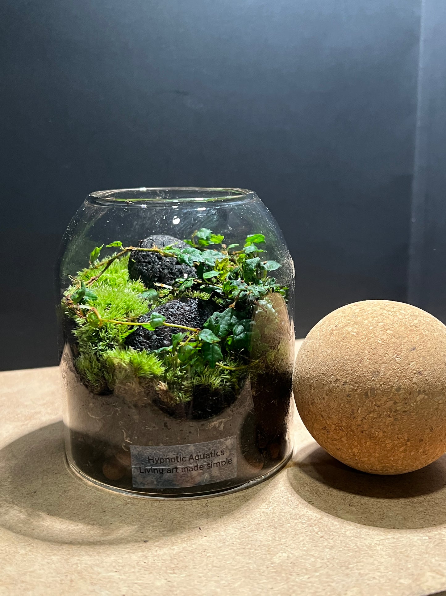 Terrarium 575