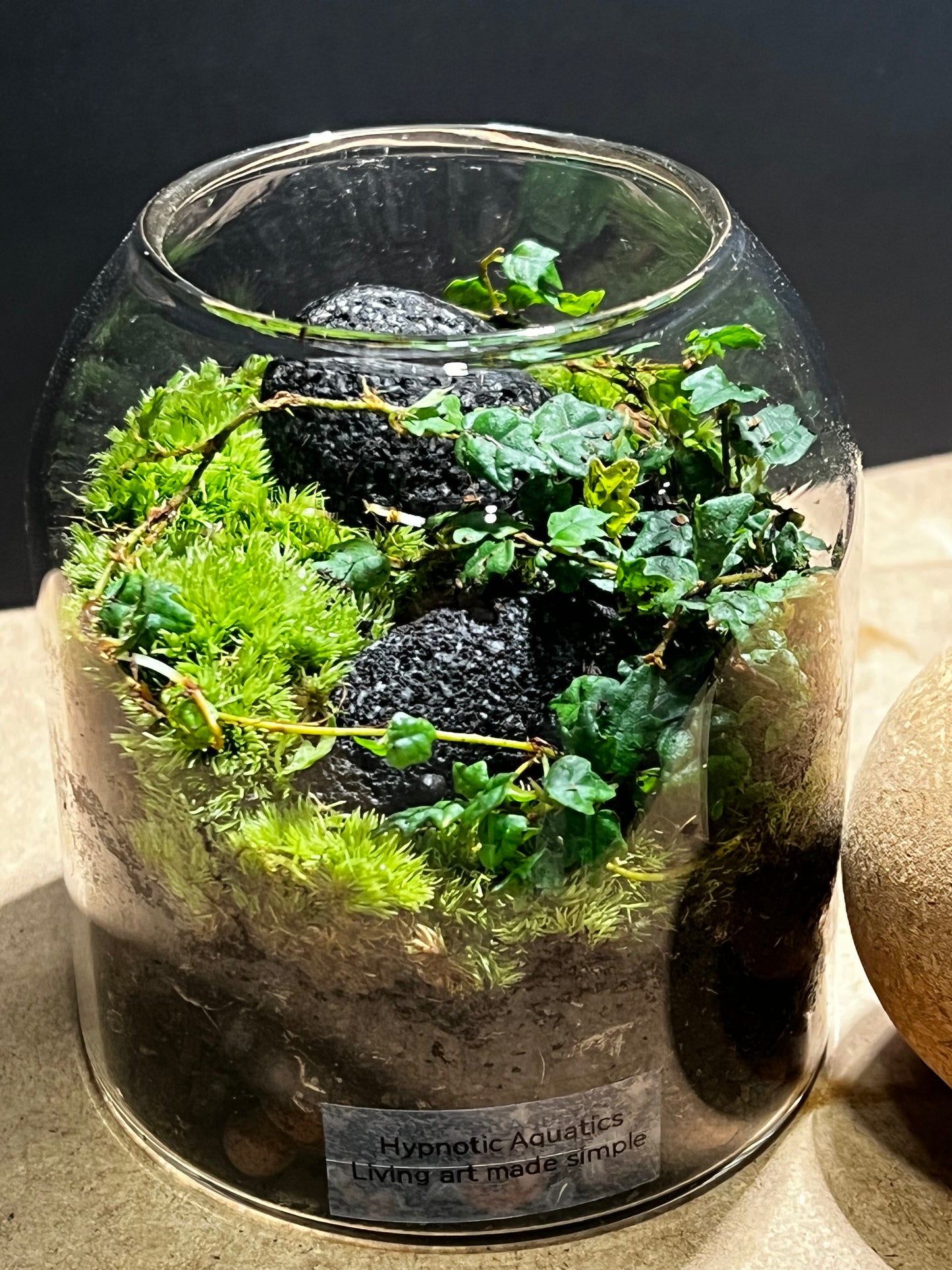 Terrarium 575