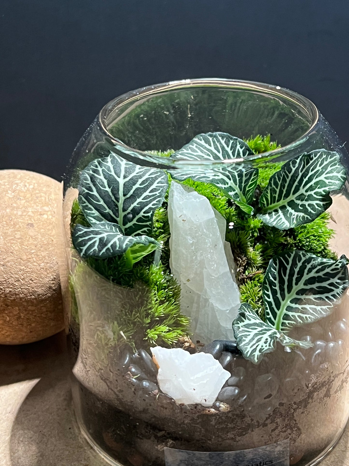 Terrarium 576