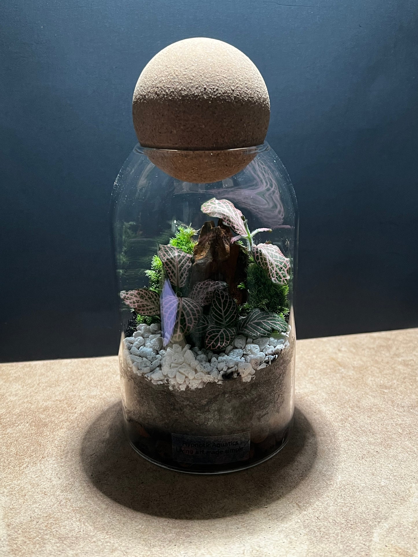 Terrarium 577