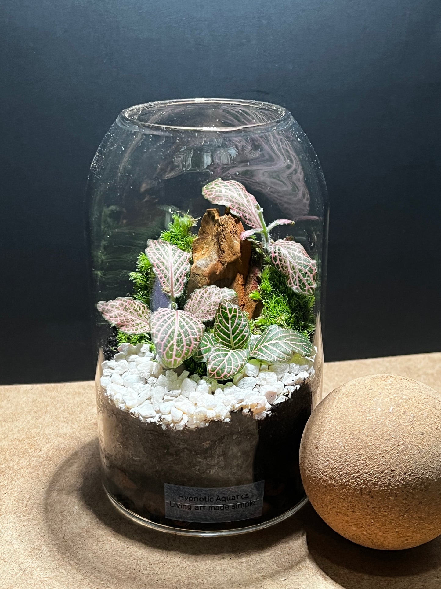 Terrarium 577