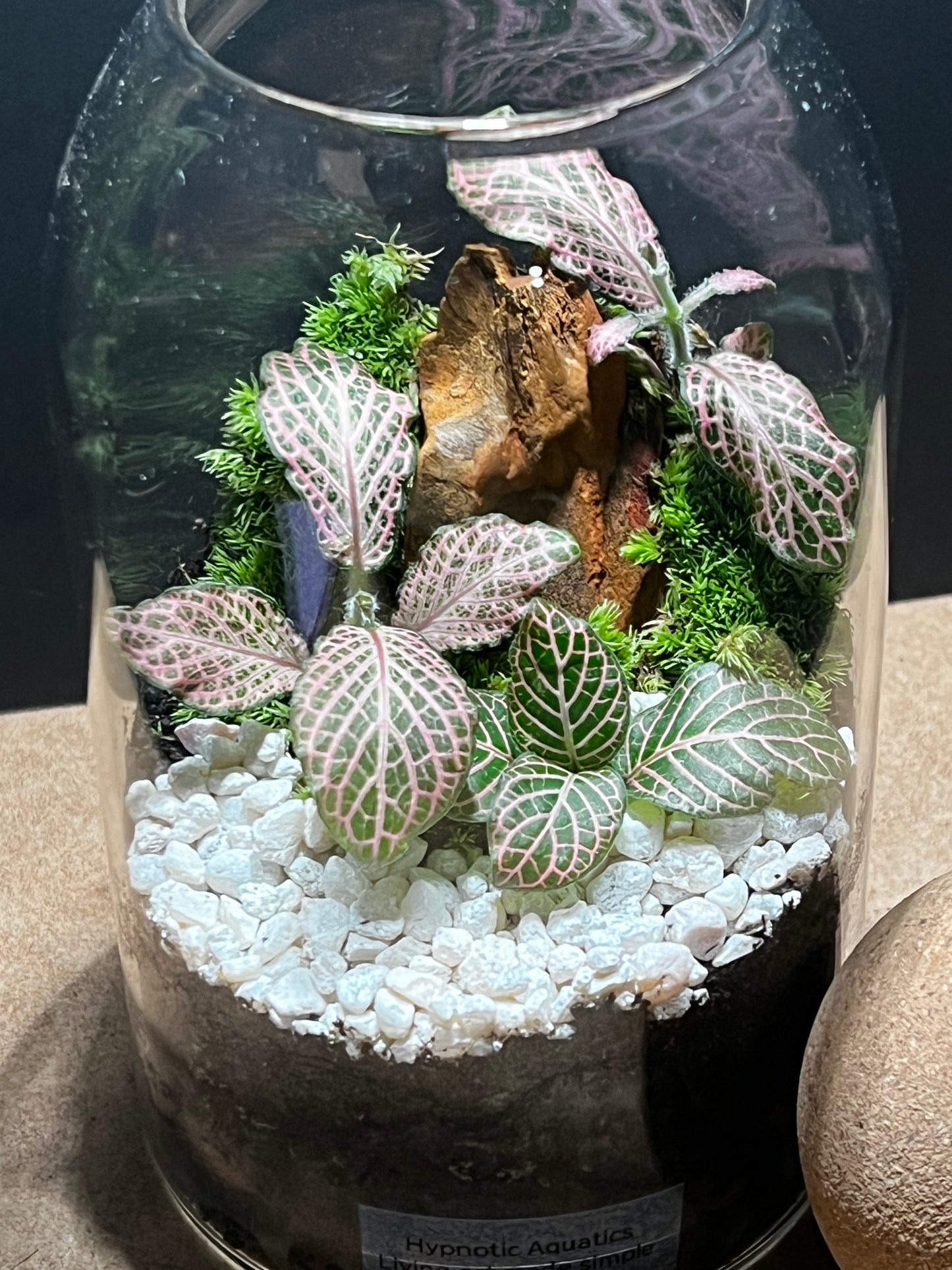Terrarium 577