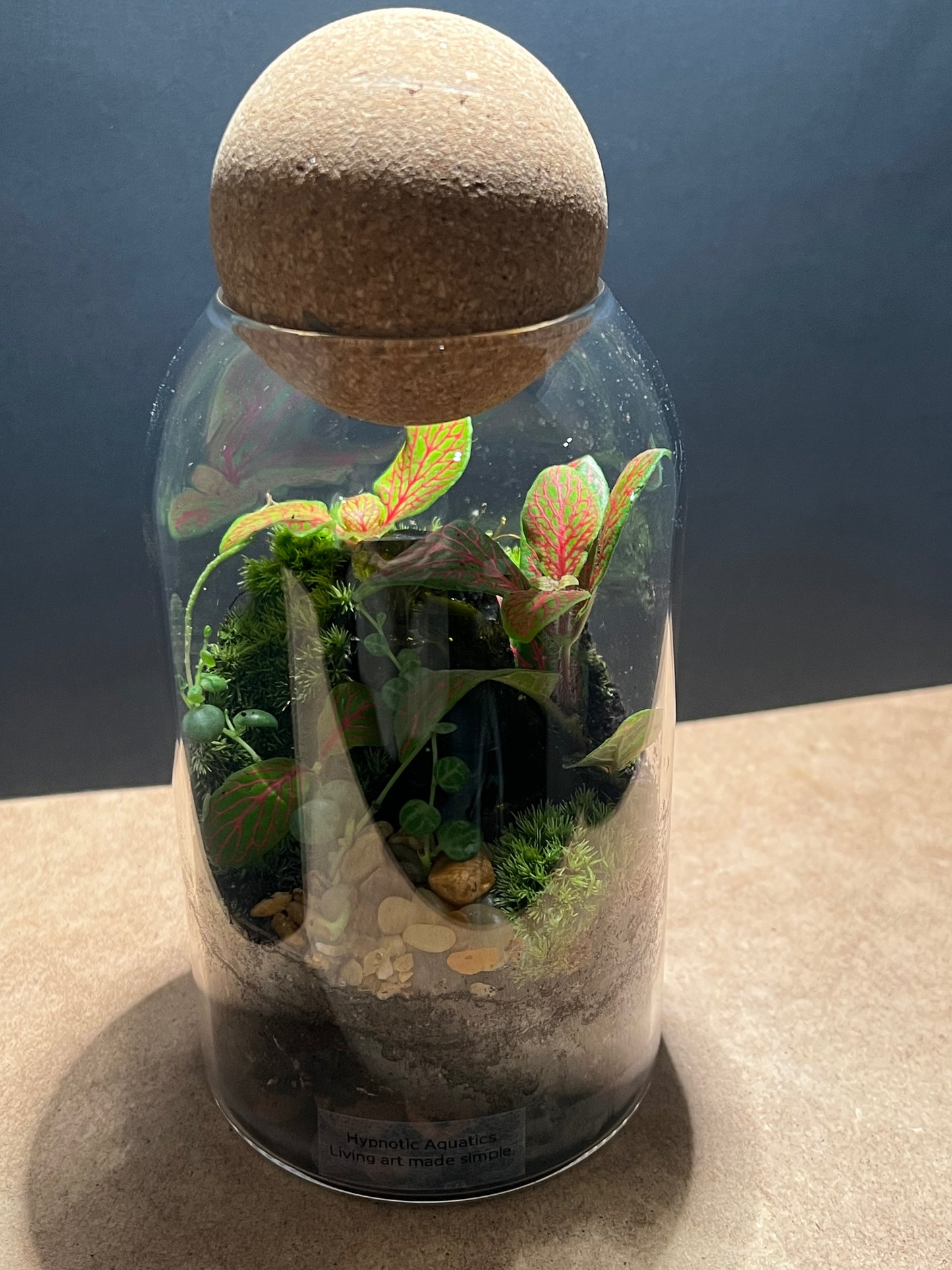 Terrarium 578