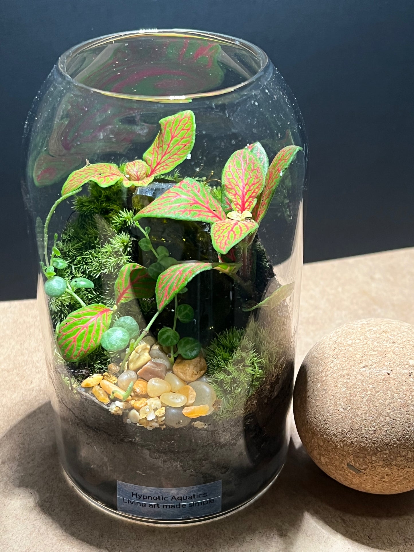 Terrarium 578