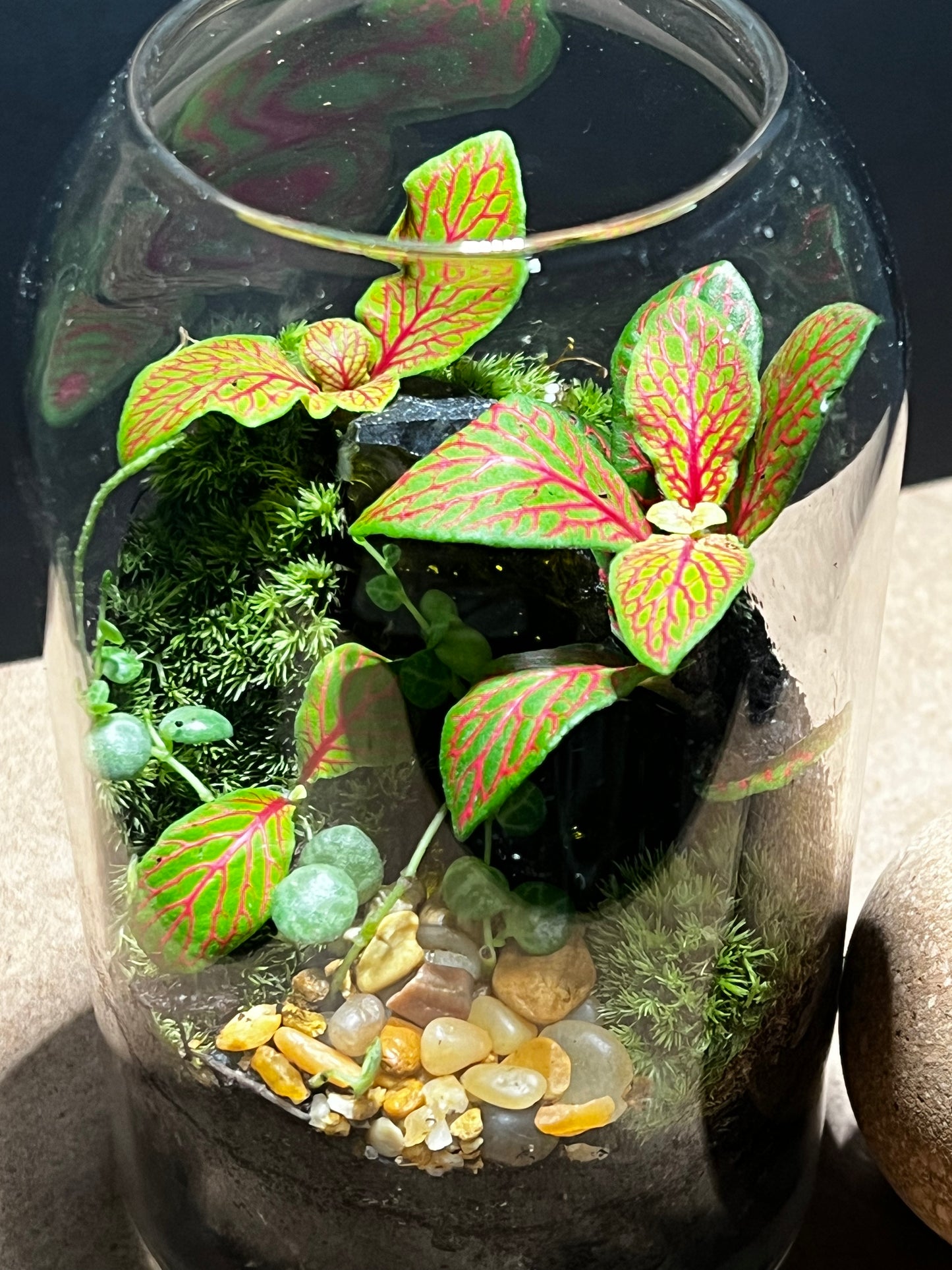 Terrarium 578