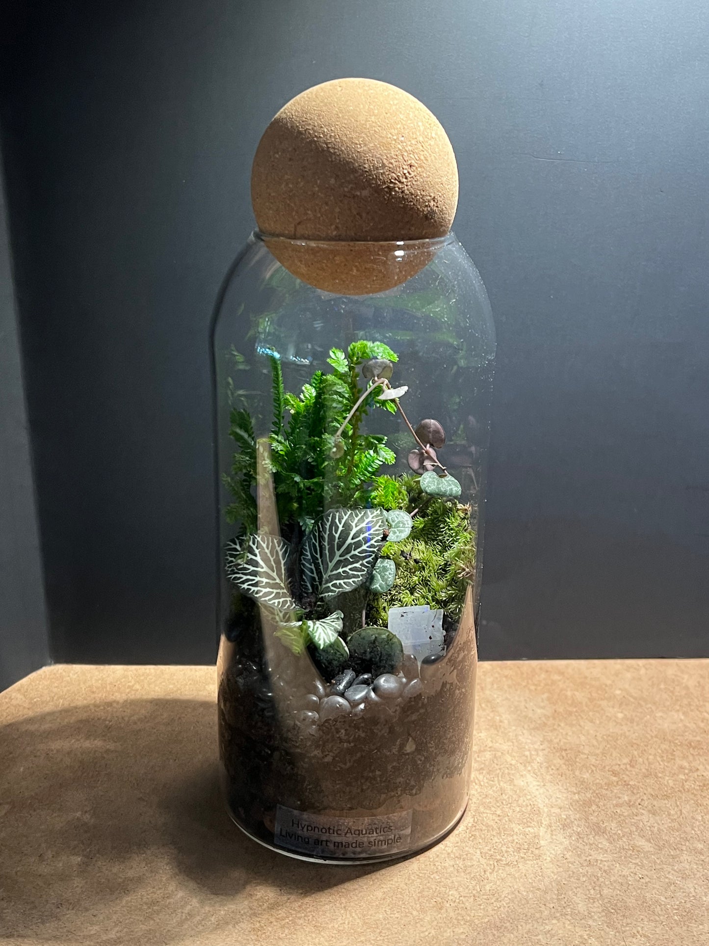 Terrarium 581