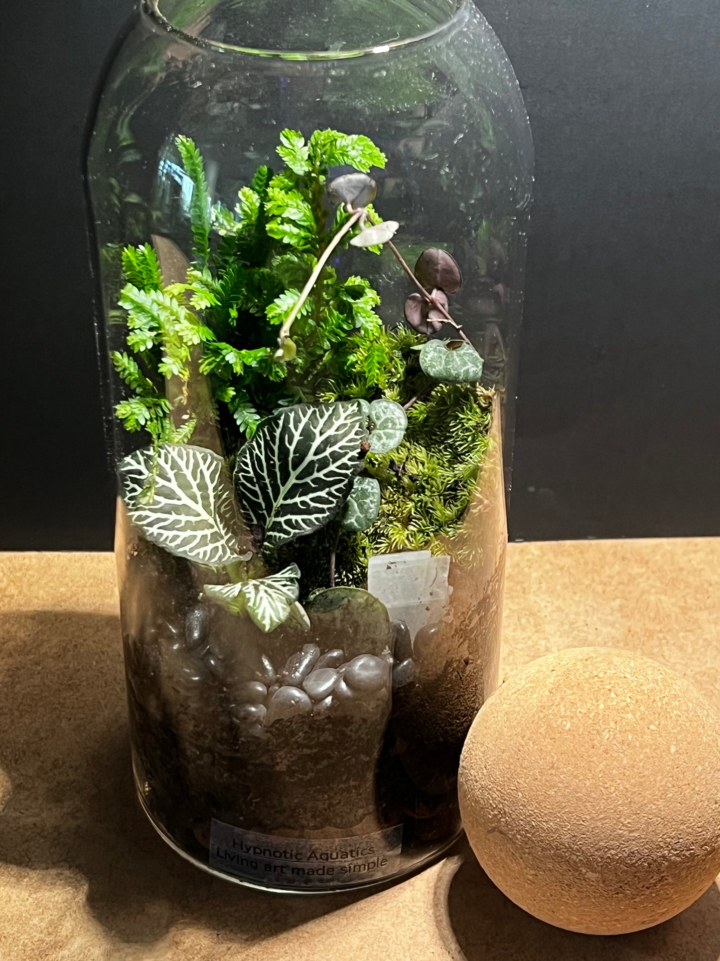 Terrarium 581
