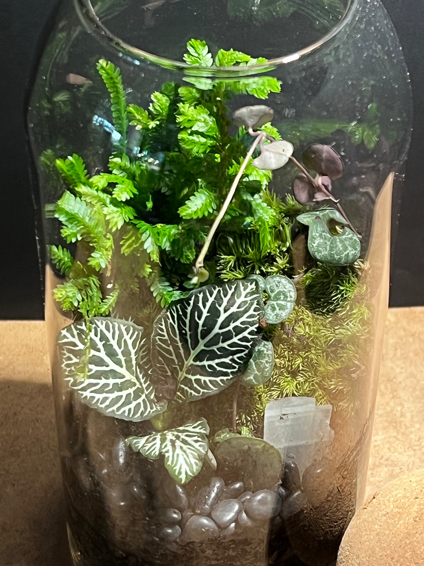 Terrarium 581