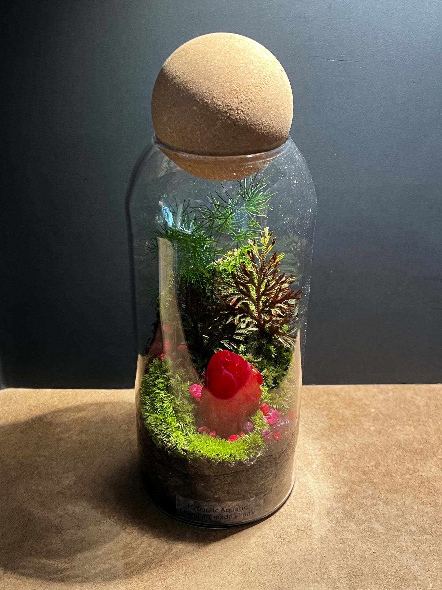Terrarium 582