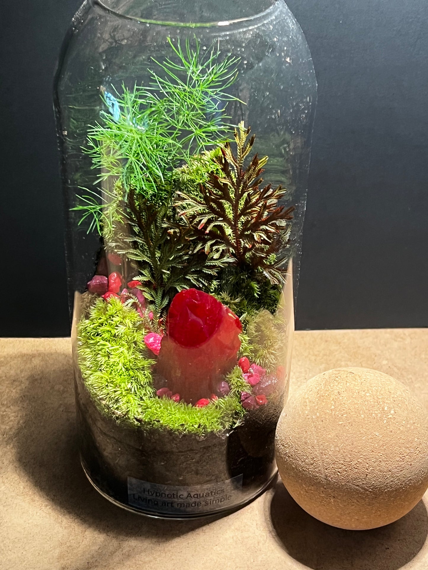 Terrarium 582