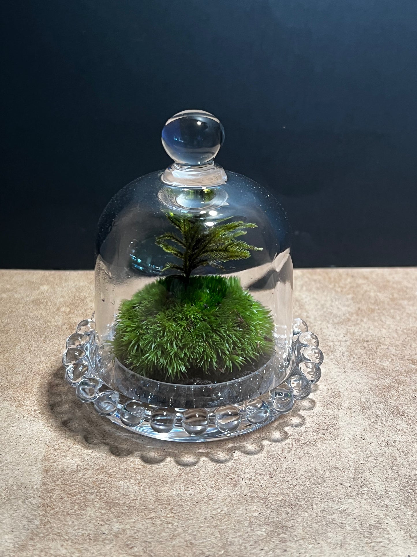 Terrarium 583